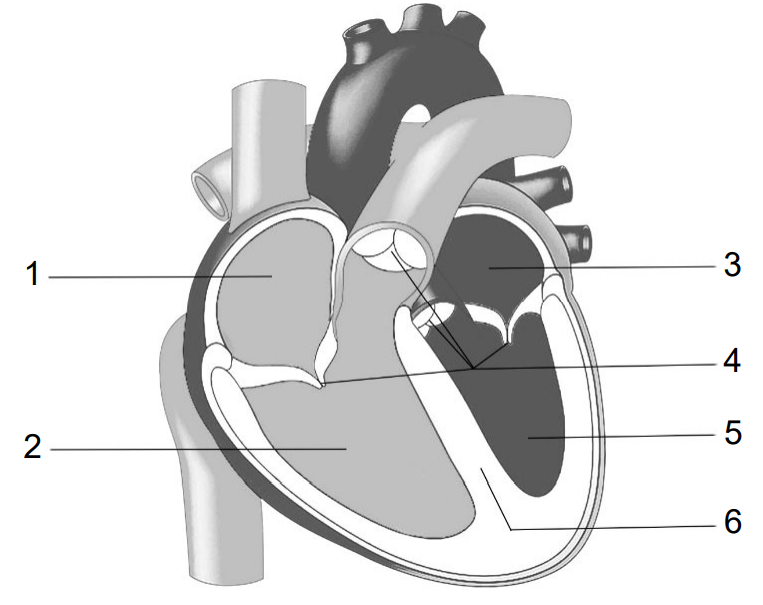 Querschnitt des Herzens mit markierten Kammern und Klappen, nummeriert 1–6.